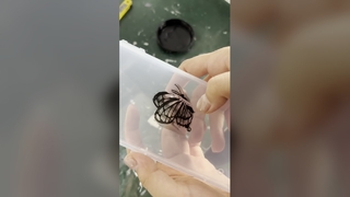 Système de durcissement UV LED Séchage rapide de l'encre
